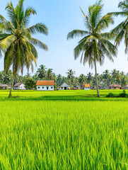 Fototapeta premium Lush green rice fields surrounded by tall palm trees and traditional houses under a clear blue sky, illustrating tropical rural beauty in Asia..