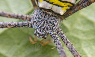 Spider Close-Up: The World Through Webbed Eyes. Intimate with the Spider: A Macro Exploration