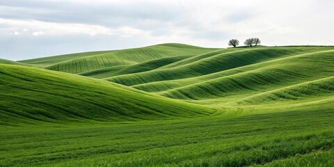 Obraz premium Minimalist composition of abstract green grass waves in a simple landscape, minimalist, simplicity