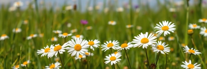 Fototapeta premium *Chamomile flowers in a lush meadow on a sunny summer day, sunshine, floral