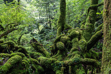 屋久島　白谷雲水峡