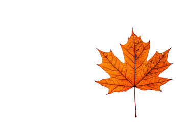 Fototapeta premium Orange Maple Leaf Showcasing Its Unique Shape Against a Transparent Background