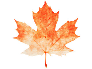 Fototapeta premium Silhouetted Orange Maple Leaf Captured with Emphasis on Texture and Color