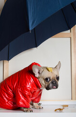 A charming dog in a bright red jacket sits in profile with an autumn leaf on his head and looks sadly at the camera