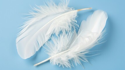 Naklejka premium Swan Feathers on a Blue Background - a serene and elegant composition. The soft swan feathers contrast beautifully with the calming blue backdrop.