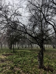 Obraz premium fog in the park