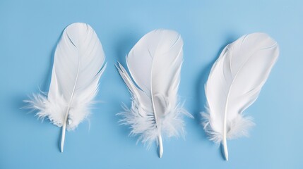Obraz premium Swan Feathers on a Blue Background - a serene and elegant composition. The soft swan feathers contrast beautifully with the calming blue backdrop.
