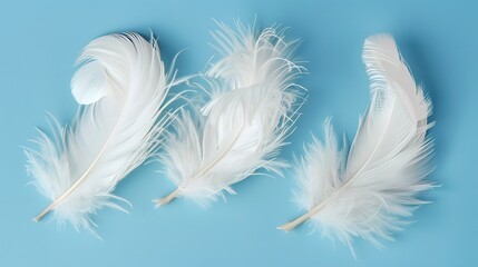 Obraz premium Swan Feathers on a Blue Background - a serene and elegant composition. The soft swan feathers contrast beautifully with the calming blue backdrop.