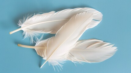Naklejka premium Swan Feathers on a Blue Background - a serene and elegant composition. The soft swan feathers contrast beautifully with the calming blue backdrop.