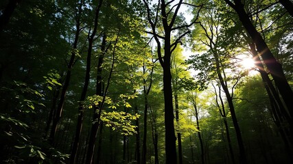 Obraz premium Dense forest with sunlight filtering through leaves, greenery, serene, adventure