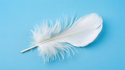 Naklejka premium Swan Feathers on a Blue Background - a serene and elegant composition. The soft swan feathers contrast beautifully with the calming blue backdrop.