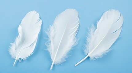 Obraz premium Swan Feathers on a Blue Background - a serene and elegant composition. The soft swan feathers contrast beautifully with the calming blue backdrop.