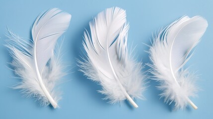 Obraz premium Swan Feathers on a Blue Background - a serene and elegant composition. The soft swan feathers contrast beautifully with the calming blue backdrop.