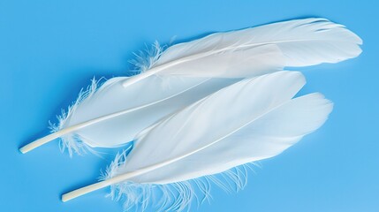 Obraz premium Swan Feathers on a Blue Background - a serene and elegant composition. The soft swan feathers contrast beautifully with the calming blue backdrop.
