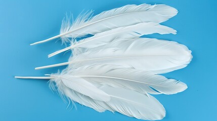 Naklejka premium Swan Feathers on a Blue Background - a serene and elegant composition. The soft swan feathers contrast beautifully with the calming blue backdrop.