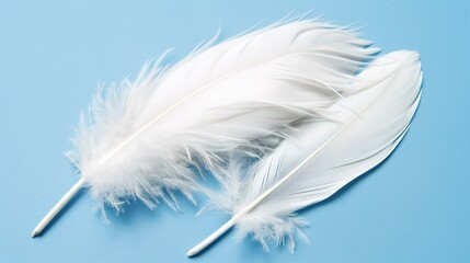 Obraz premium Swan Feathers on a Blue Background - a serene and elegant composition. The soft swan feathers contrast beautifully with the calming blue backdrop.
