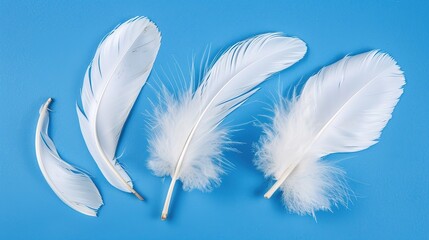 Obraz premium Swan Feathers on a Blue Background - a serene and elegant composition. The soft swan feathers contrast beautifully with the calming blue backdrop.