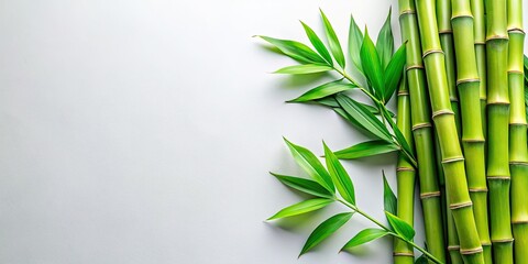 Top View of Green Bamboo Stems and Leaves on a Light Background - Nature's Serenity, Eco-Friendly, and Tranquil Decor for Zen Spaces and Wellness Retreats