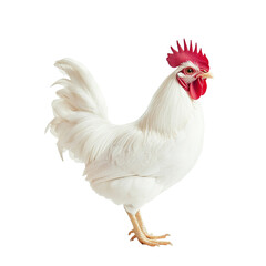Fototapeta premium A Rooster on isolated transparent background