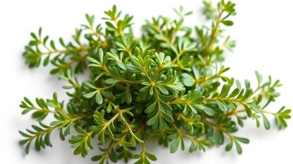 Fresh green oregano sprigs isolated on white background, herb planting, green leafy