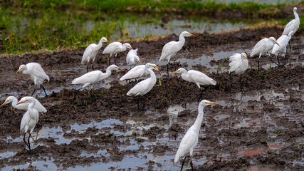 view of wild white heron ardea cinerea