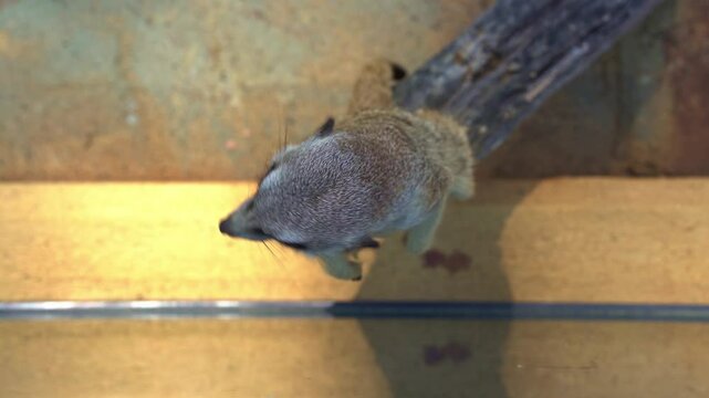 Top down view of a meerkat, suricata suricatta, African small mongoose on sentry duty, perch on a high point, guarding the perimeter.