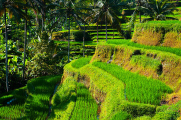 beautiful view of rice terraces, well-watered volcanic slope, tegalalang, Ubud, Bali