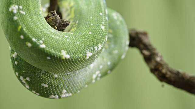 Close-up of a Morelia viridis green tree python coiled around a branch with textured scales