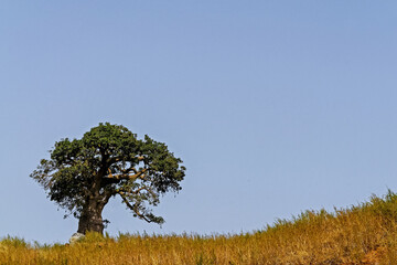 Le baobab