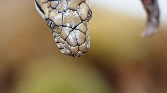 Amethystine python flicks its tongue close-up showing detailed scales and focused expression