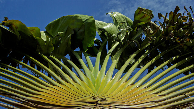 Arbre du voyageur en gros plan