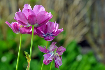 Gros plan sur des tulipes