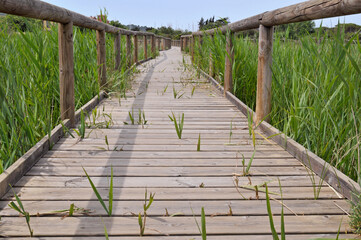 wooden boardwalk and reeds in wetland 