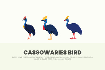 Three Cassowary Bird Species Unique Feathers, Eggs, Bones