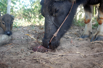 selective focus A buffalo eating placenta after giving birth, a natural behavior observed in livestock, often linked to instinctual habits and the need for environmental cleanliness on farms.