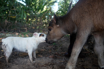 Playful Jack Russell Terrier and Asian buffalo sharing a moment in nature