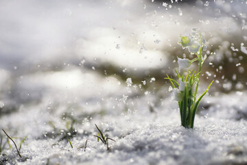 The first spring flowers. Snowdrops in the forest grow out of the snow. White lily of the valley flower under the first rays of the spring sun.