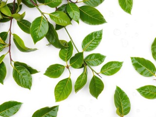 Fototapeta premium Leafy citrus greenery with isolated drops scattered on a pristine white surface, botanicals, nature, citrus