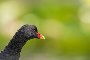 Moorhen