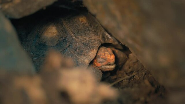 Close up of a red-footed tortoise closing and opening mouth while sleeping. Slow motion. 