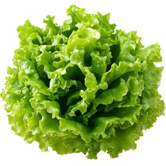 A Close-Up of Fresh Green Lettuce Leaves