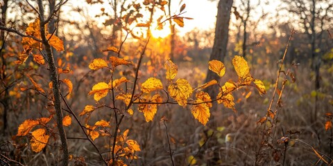A soft-focus backdrop of a golden sunset filtering through colorful autumn foliage.