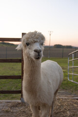 Wei&szlig;es Alpaka
