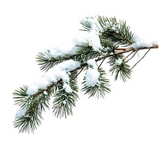 Snow-Covered Pine Branch with Green Needles