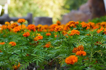Outdoor garden landscape flowers