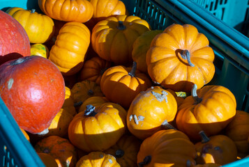 Crate with pumpkins for sale at the farmer's market
