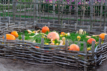 A vibrant pumpkin patch on a autumn evening