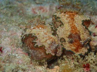 ウミウシはその色鮮やかな姿、形から海の宝石と呼ばれています。