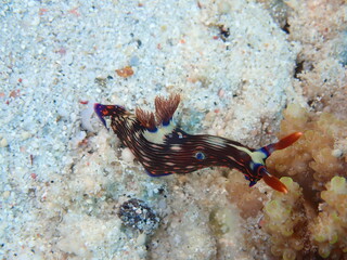 ウミウシはその色鮮やかな姿、形から海の宝石と呼ばれています。
