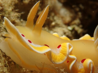 ウミウシはその色鮮やかな姿、形から海の宝石と呼ばれています。